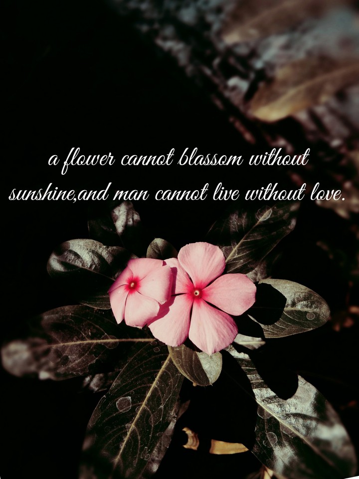 flower