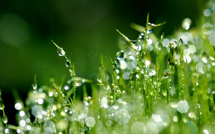 Spray