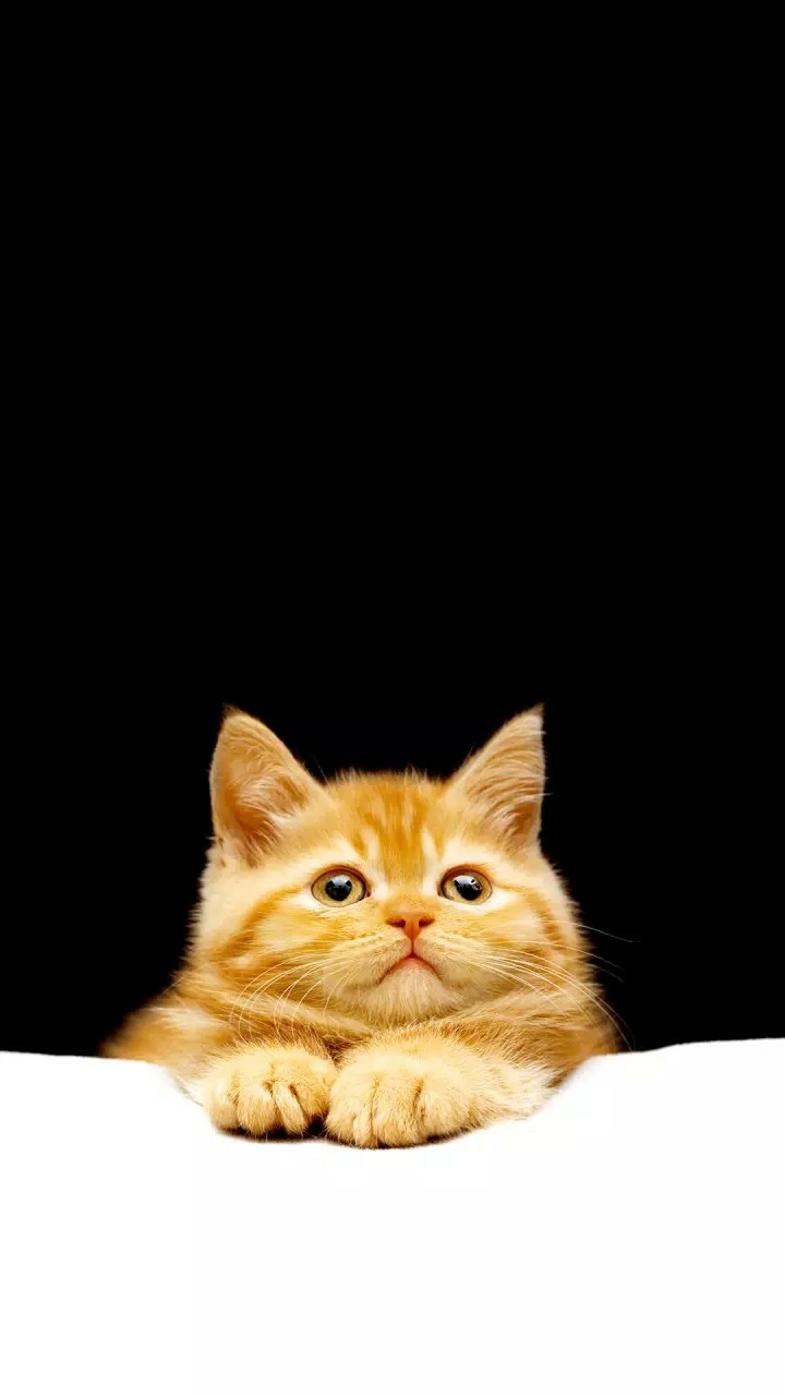 cute_kitty