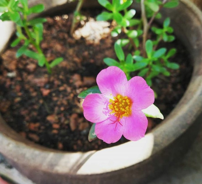 Purslane