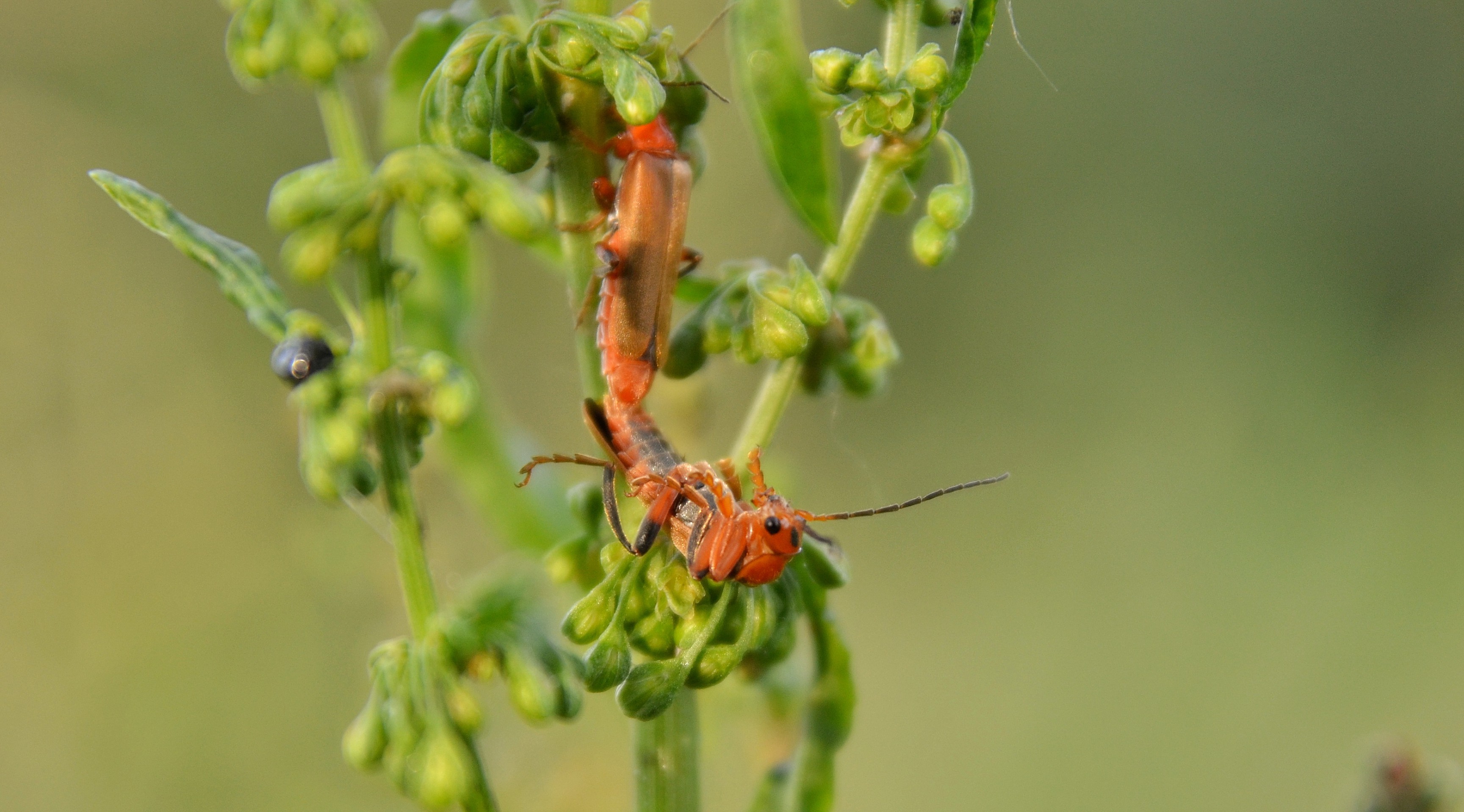 sfondi insect, organism