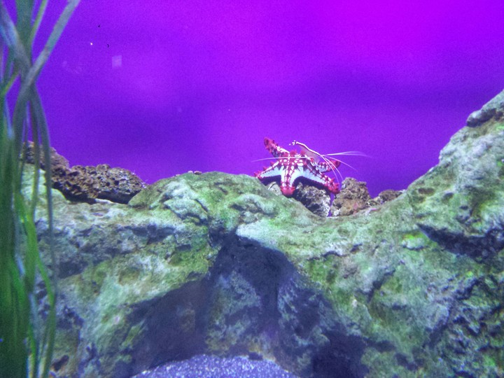 Starfish