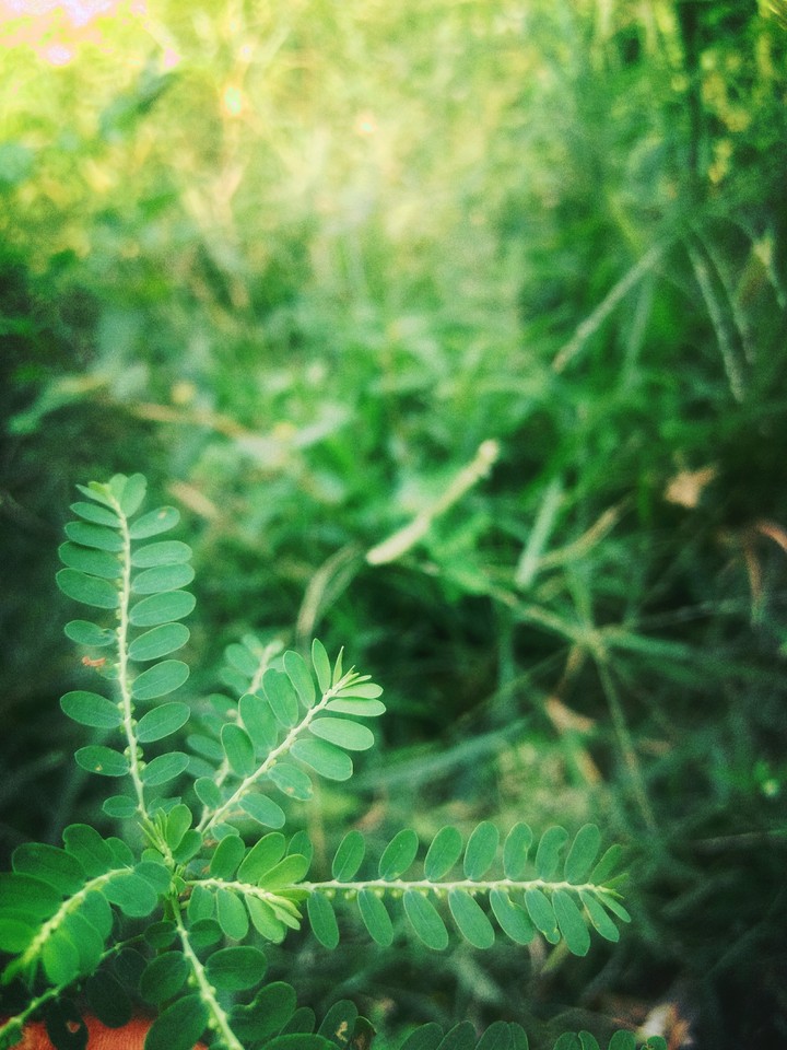 nature