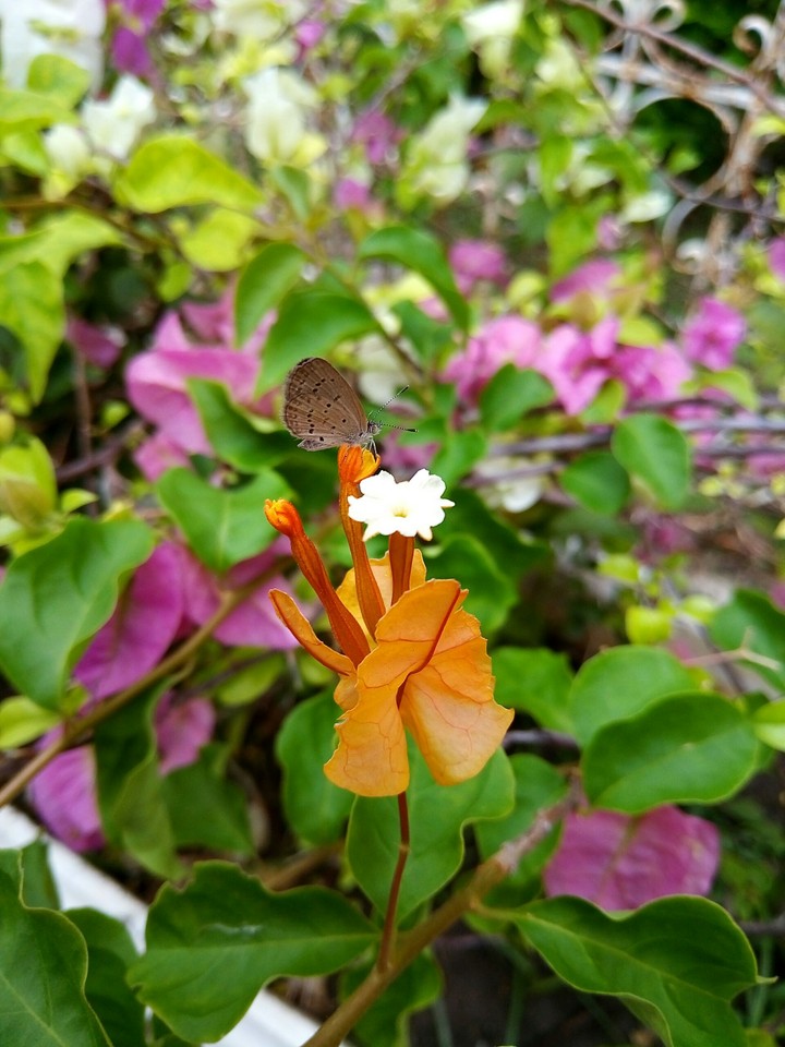 captured by ASUS ZenFone 3 max