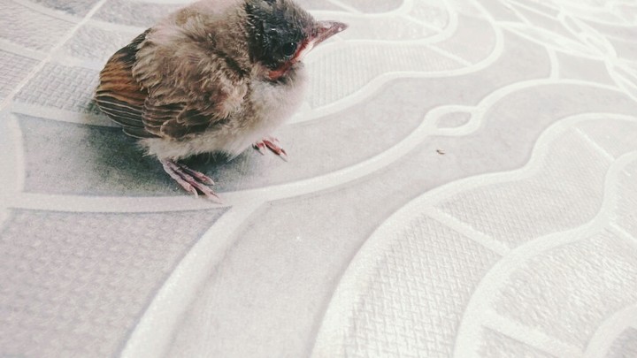 bulbul