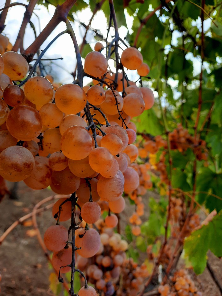 grapes