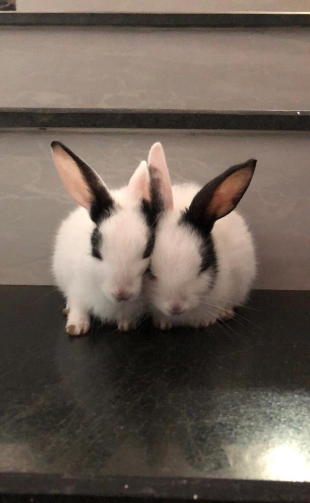 rabbits
