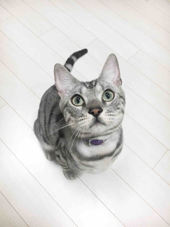 아메숏고양이