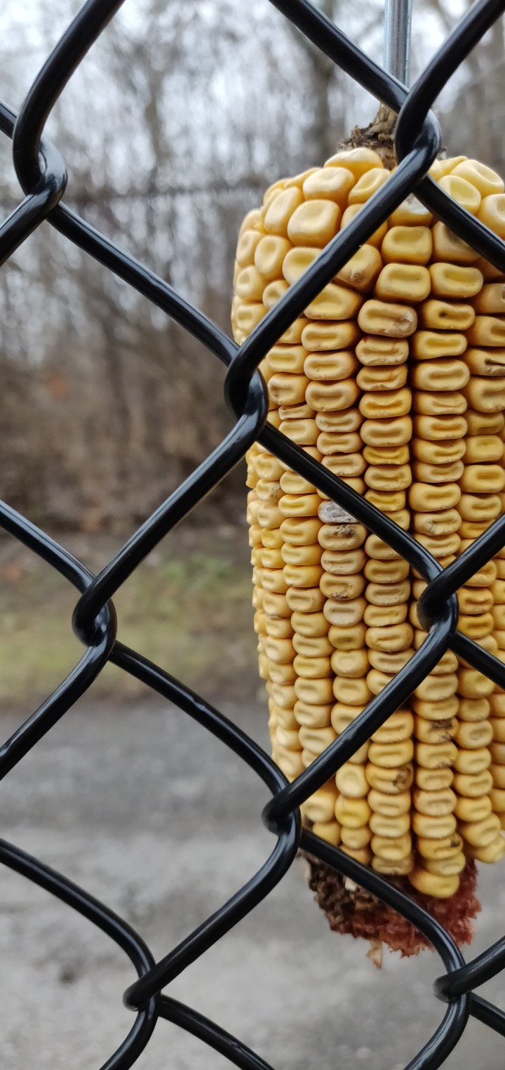 corn knob