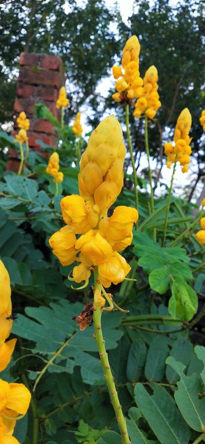 flower
