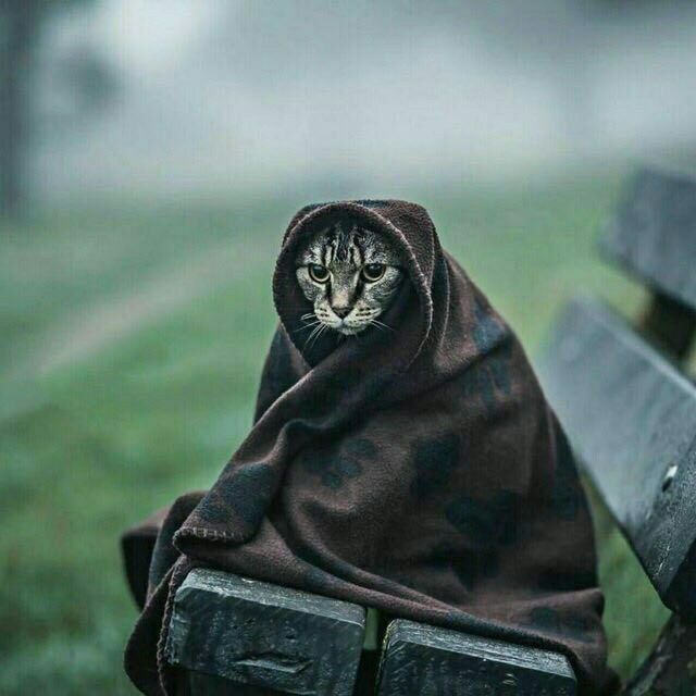 cat
