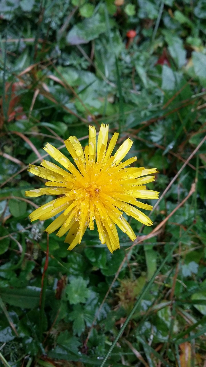 Flora