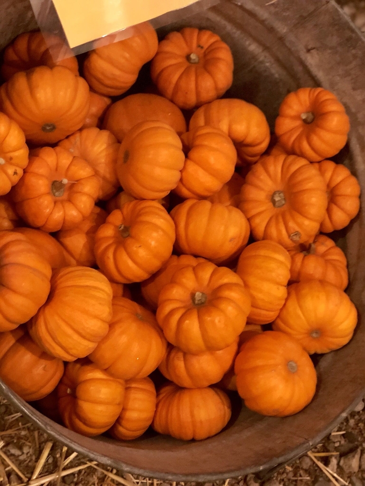 mini pumpkins