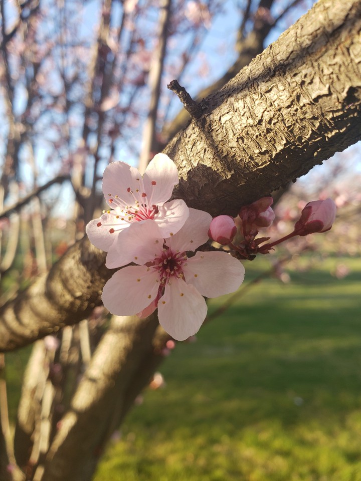 spring blossoms