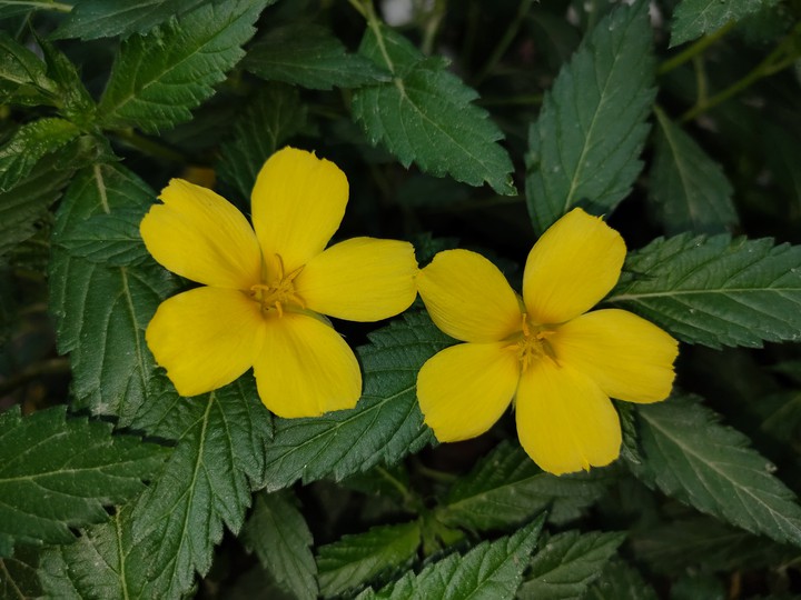 Flowers