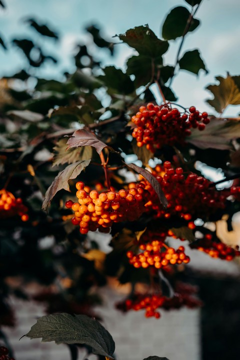 rowan, produce háttérképek