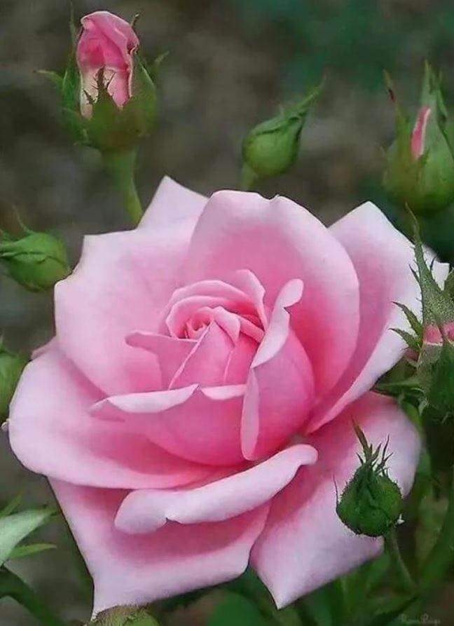 Pink rose
