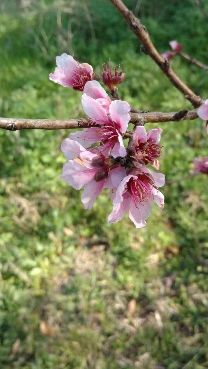 Peach blossom