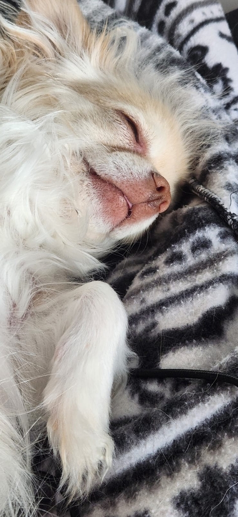 Dog