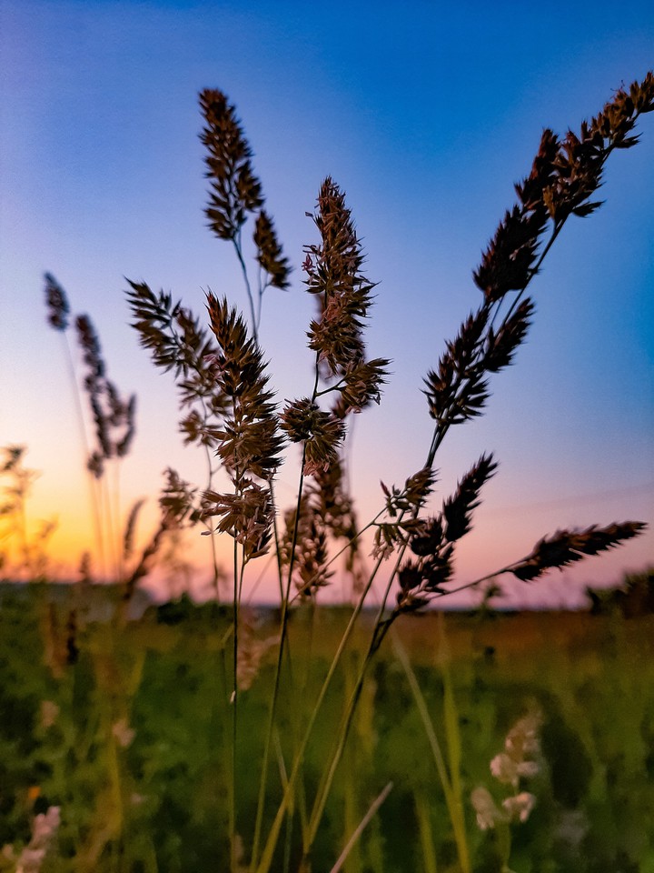 Field