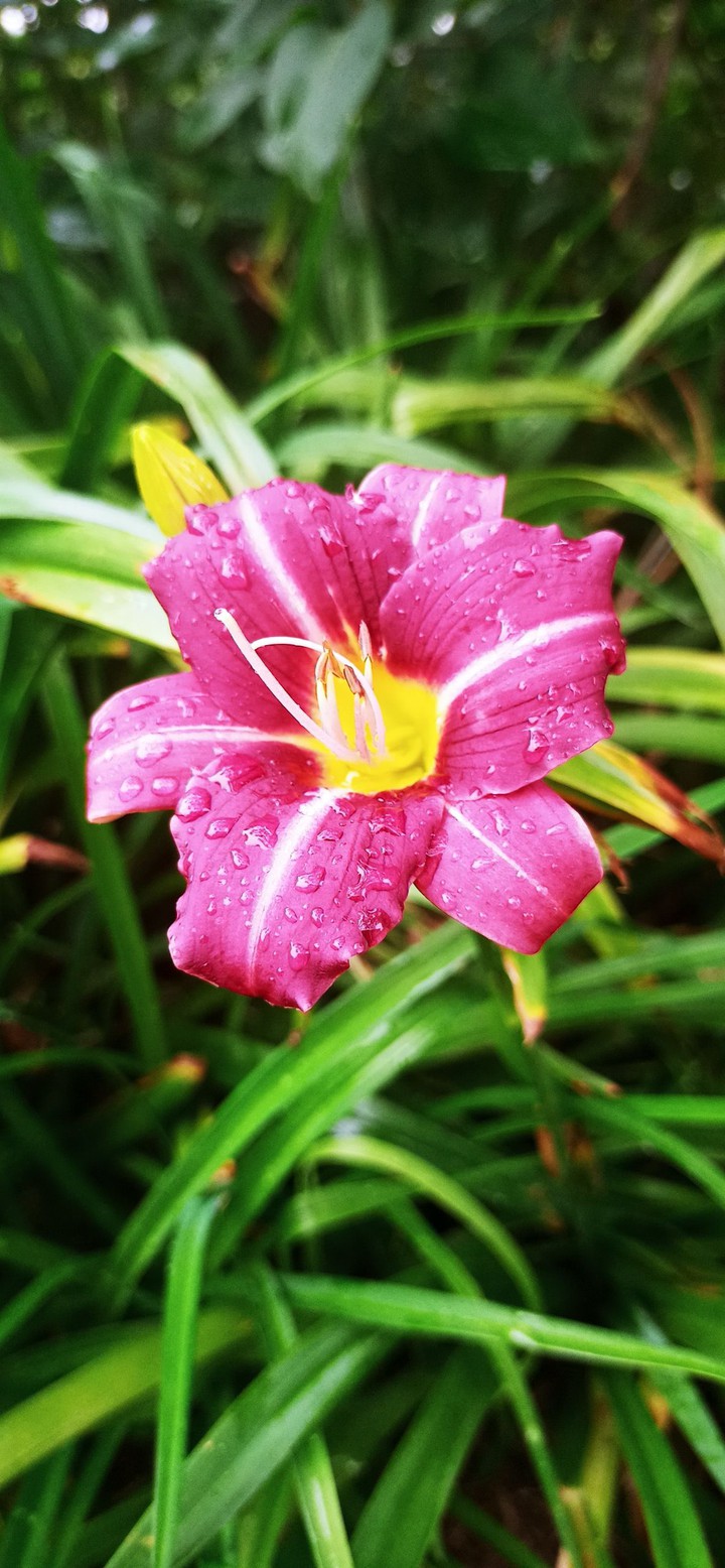 raindrops on flower 3