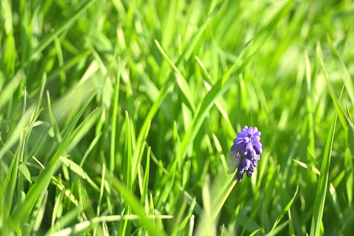 fleurs