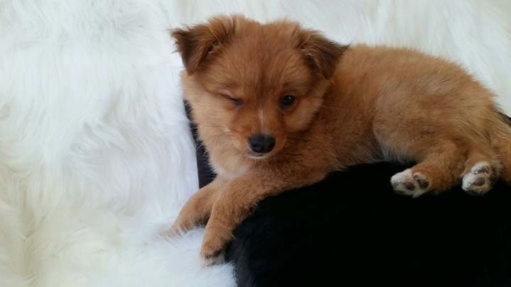 winking puppy