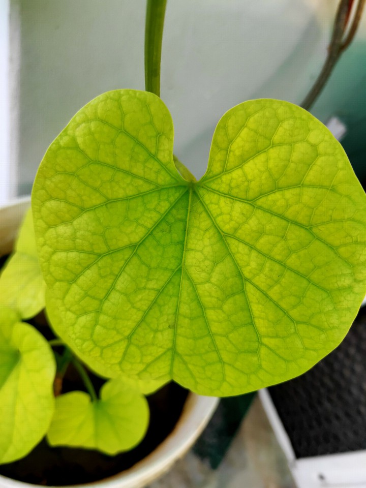 Green Leaf