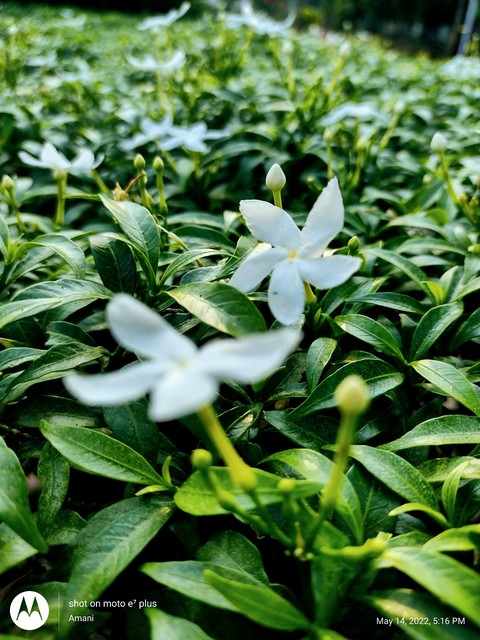шпалери petal, flower