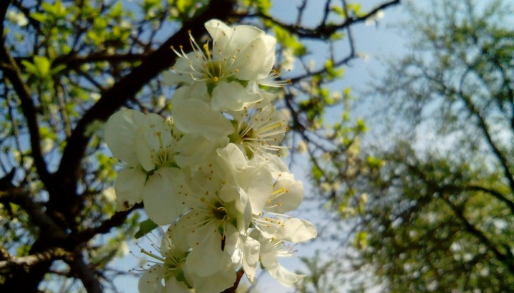 White blossom 