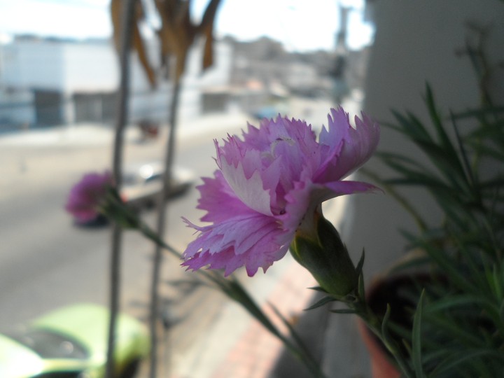 Clavel