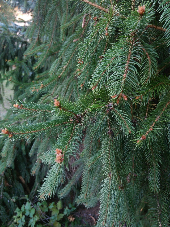 firtree