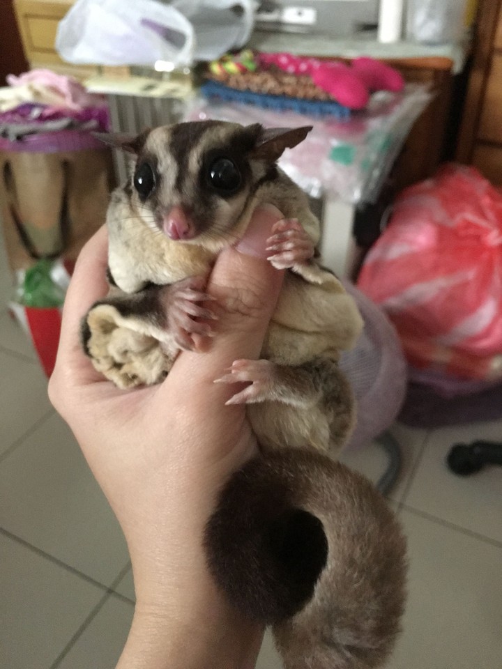 sugar glider 蜜袋鼯