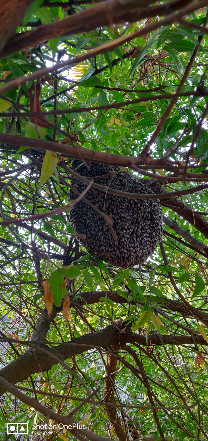 honey ?