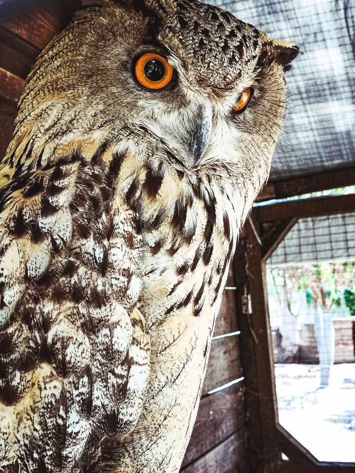 Beautiful Owl