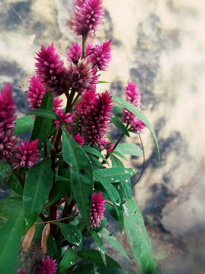Beautiful flowers