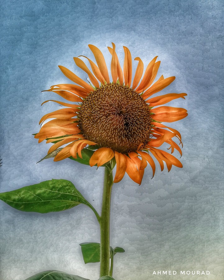 sun follow
