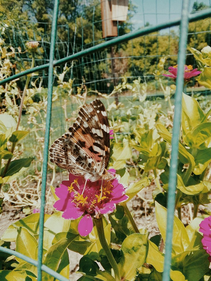 Butterfly