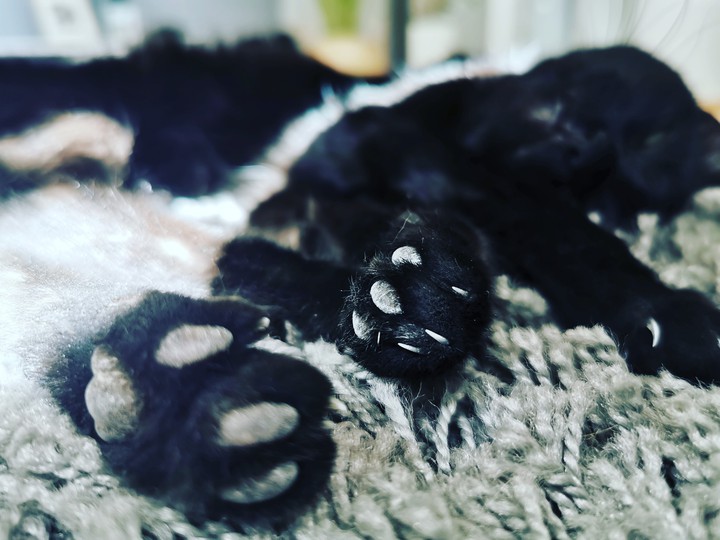 kot