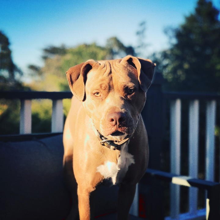 PITBULL