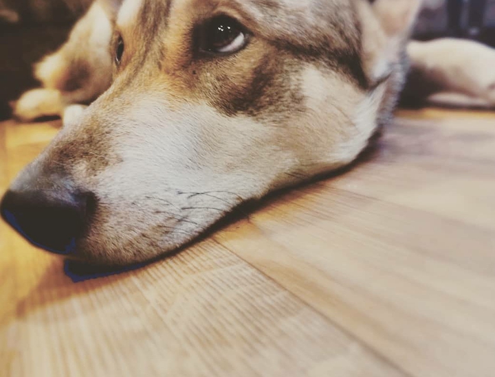 Dog