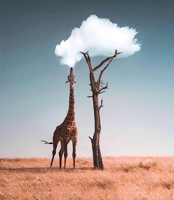 giraffe?