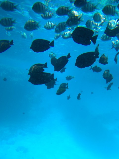 ocean
