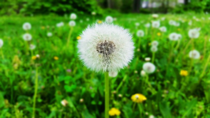 Dandelion Flower