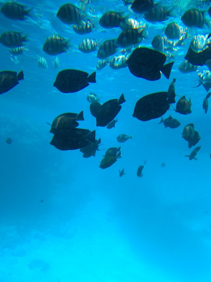 ocean