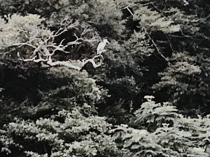 홀로