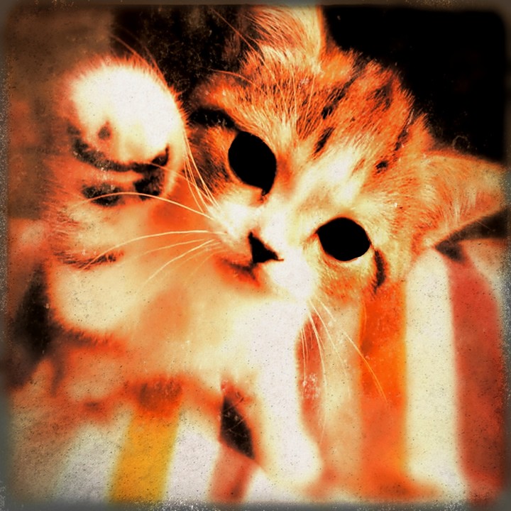 - Devil Cat | By Mooniniou