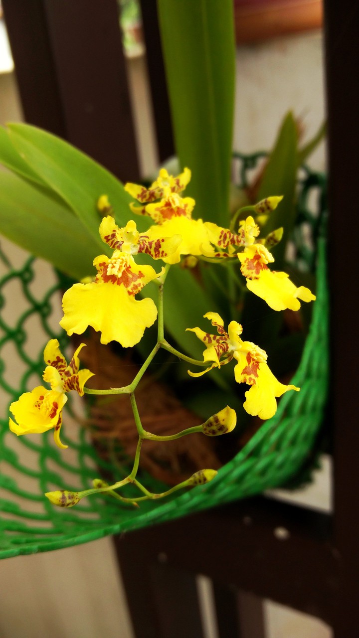 yellow orchid