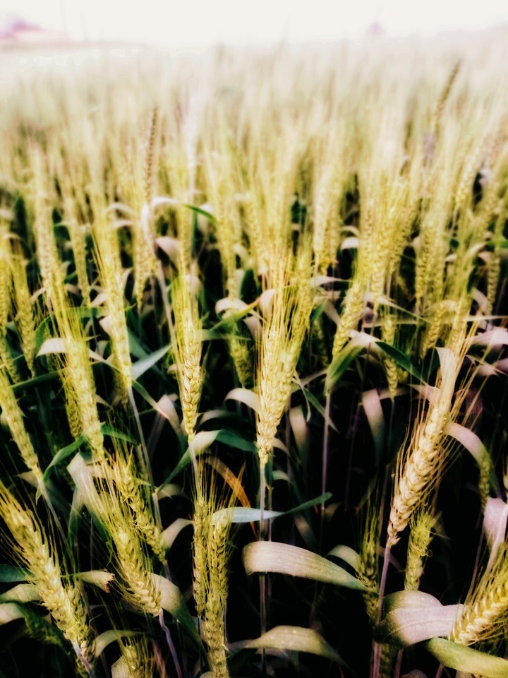 Indian Crop