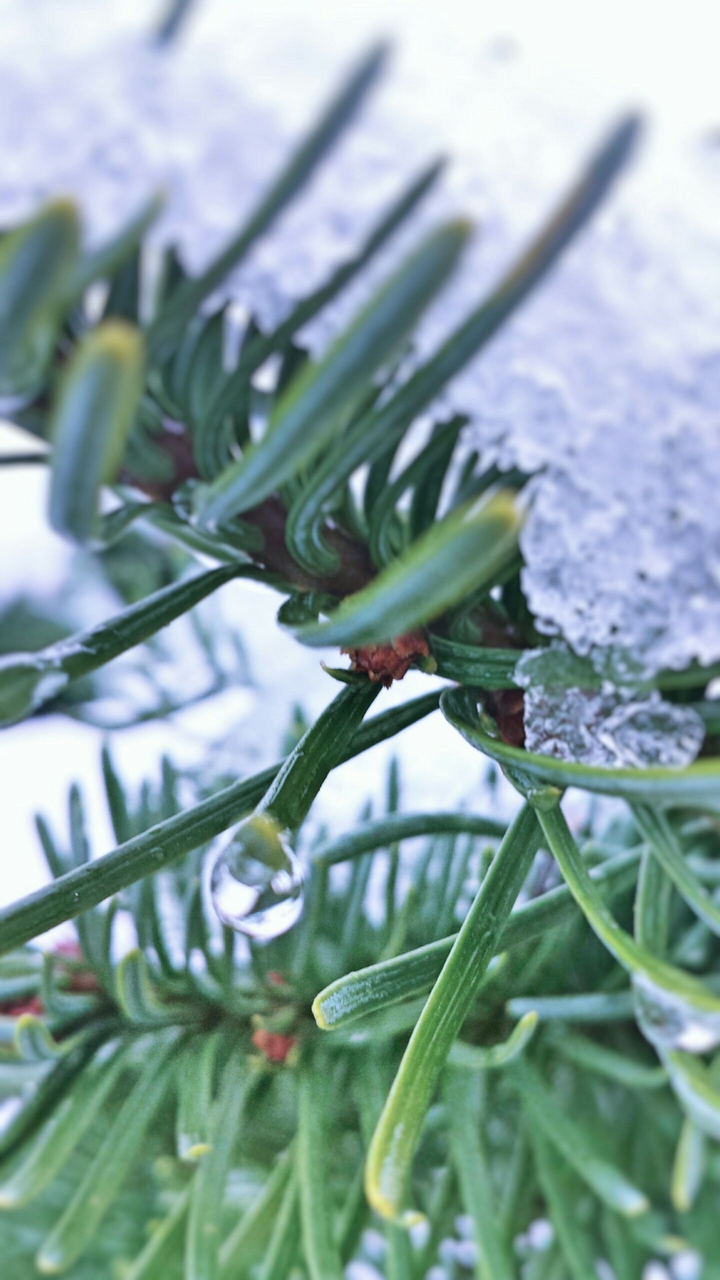 Snow
